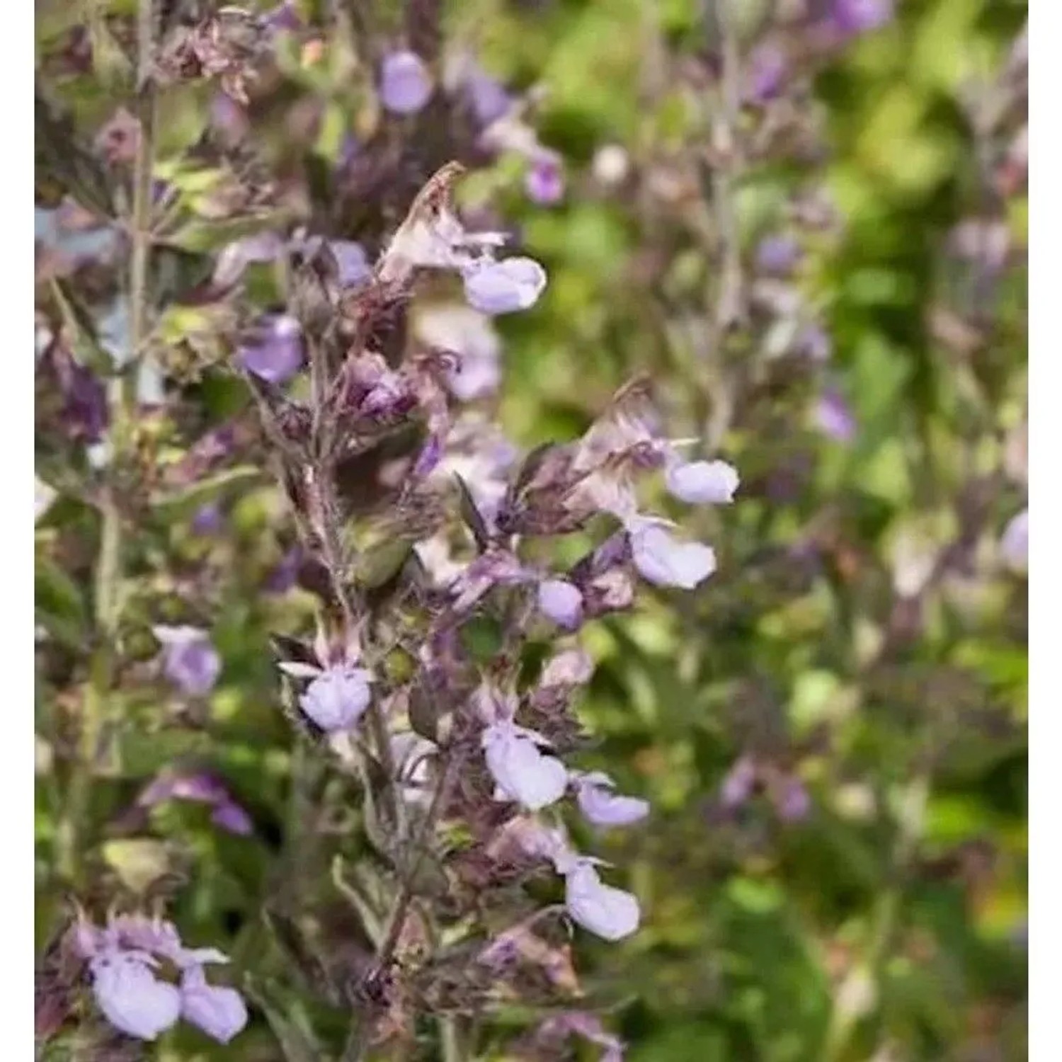 Kaukasus Gamander Paradise Delight - Teucrium hyranicum