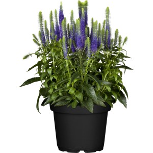 Ähriger Ehrenpreis (Veronica spicata) im Topf, ca. 10-20 cm hoch.