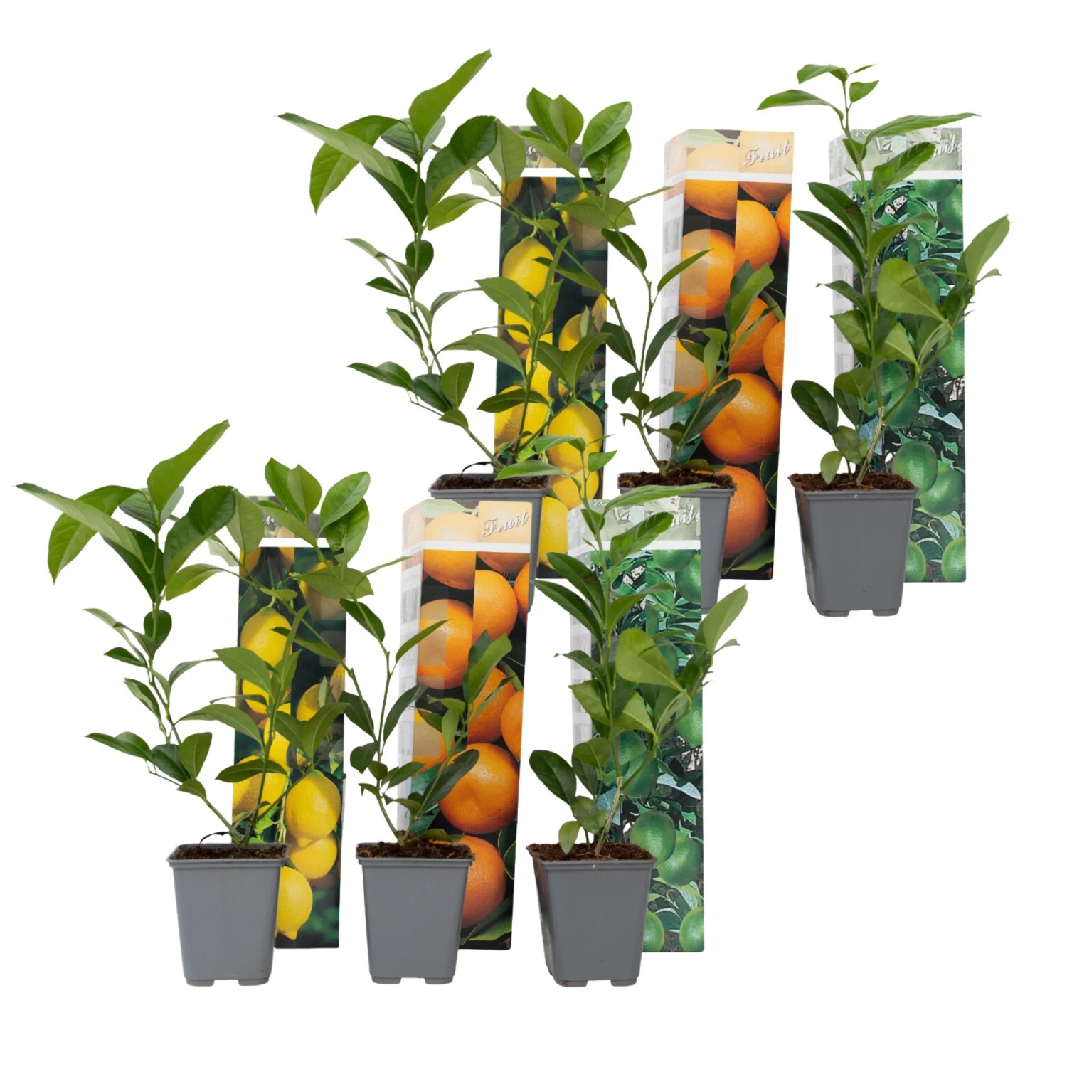 Plant In A Box Zitruspflanzenmischungen X6  Citrus Limon Höhe 25cm Ø9 Gelb