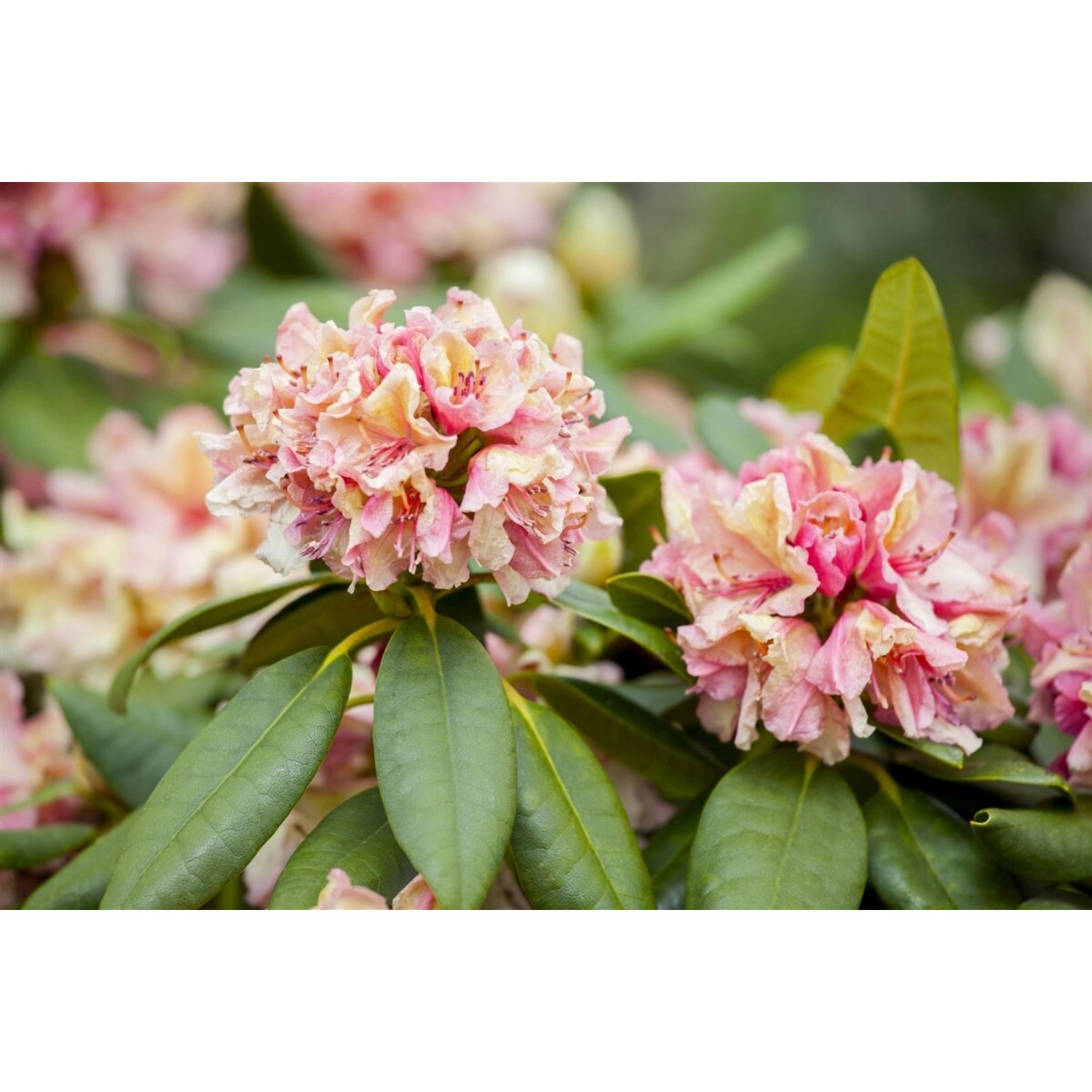 Rhododendron Hybr. Brasilia Rhododendron 30–40 cm Rosa Blüten günstig online kaufen