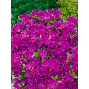 Buschiger Rhododendron Obtusum Purpurtraum mit leuchtend purpurfarbenen Blüten.