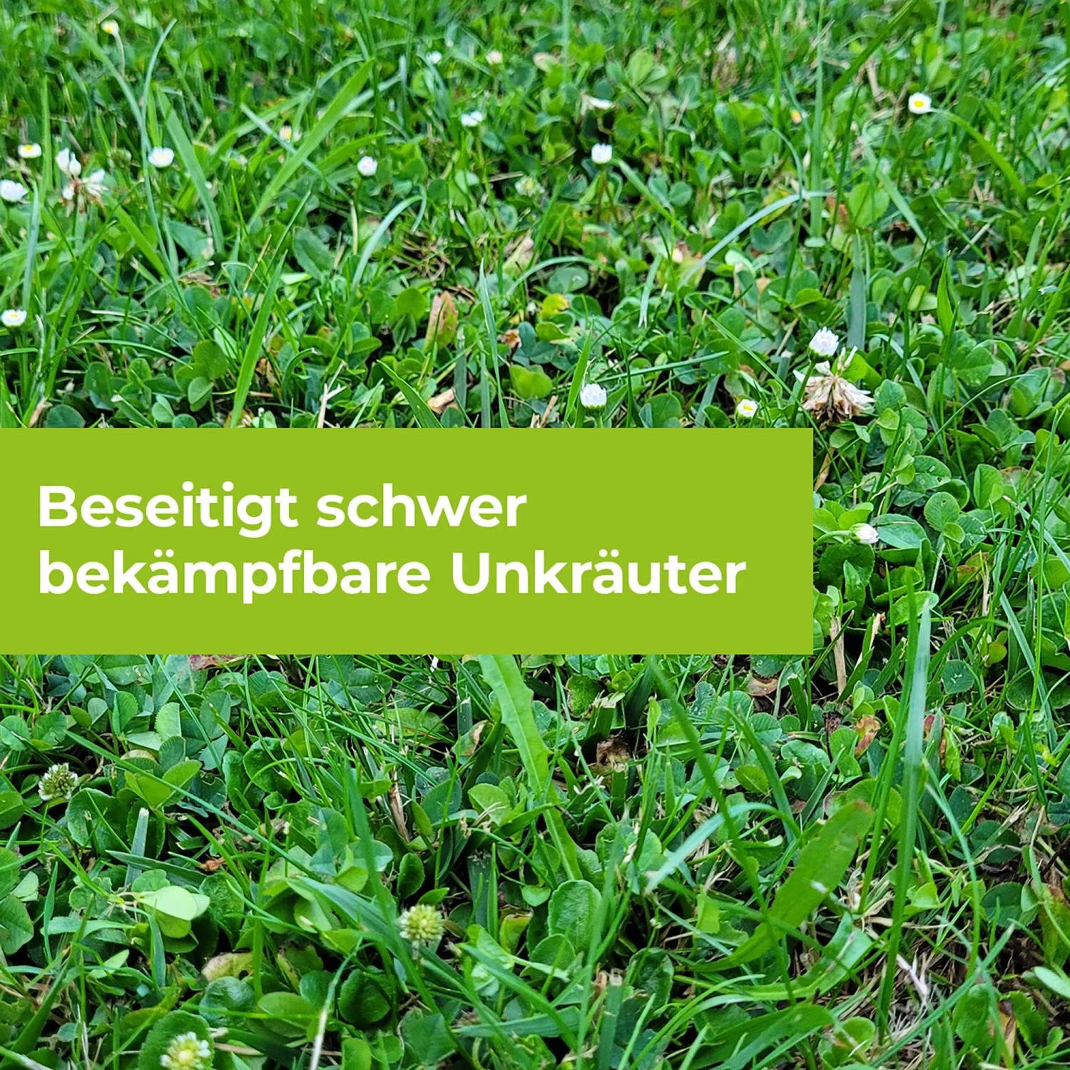 Rasen mit Unkraut, behandelt mit Protect Garden Universal-Rasenunkrautfrei Loredo Quattro.