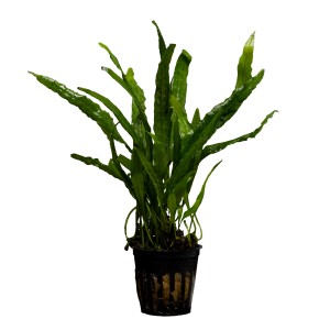 Stoffels Aquariumpflanze Microsorum Narrow Leaf im Topf, grüne Wasserpflanze für Aquarien.