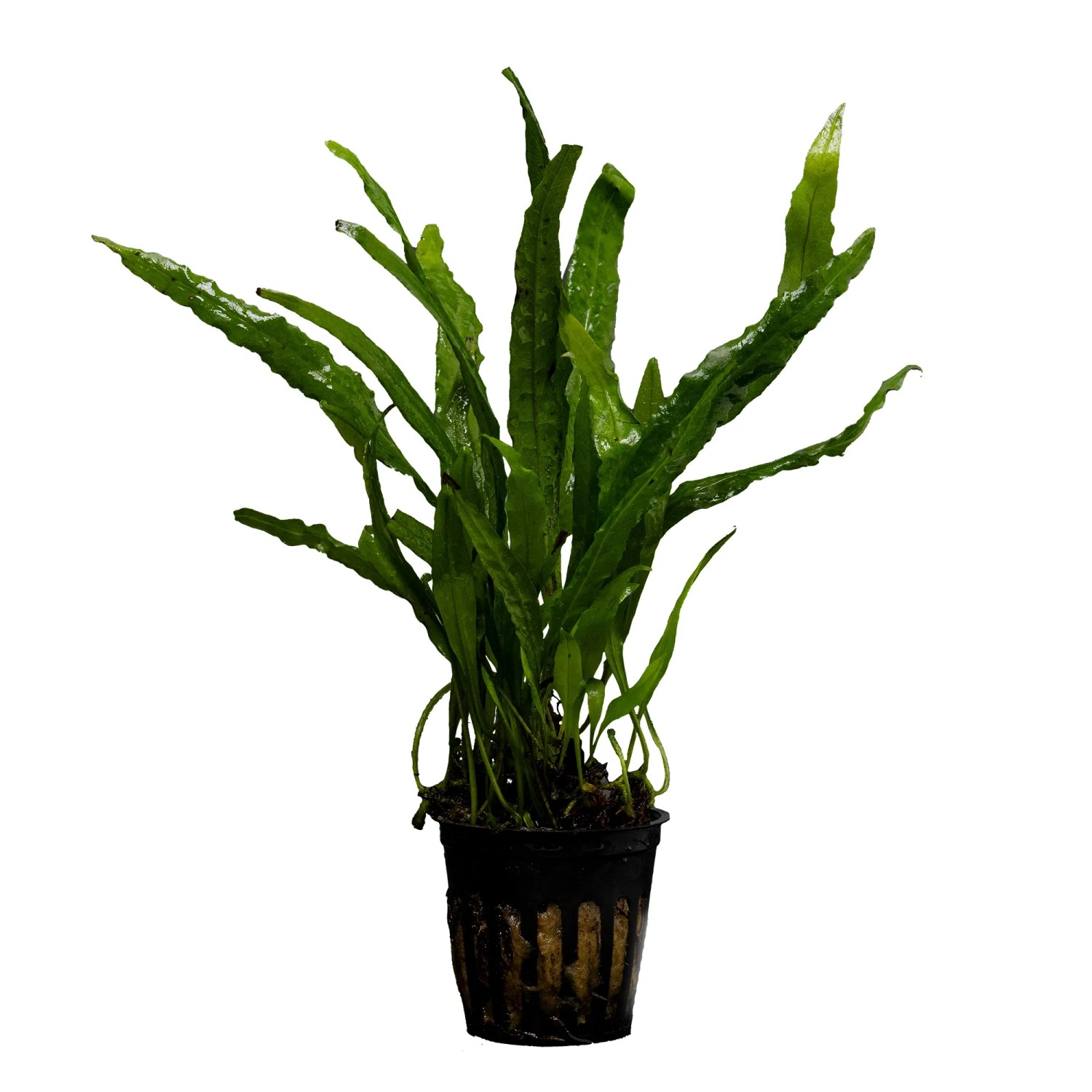 Microsorum narrow leaf
