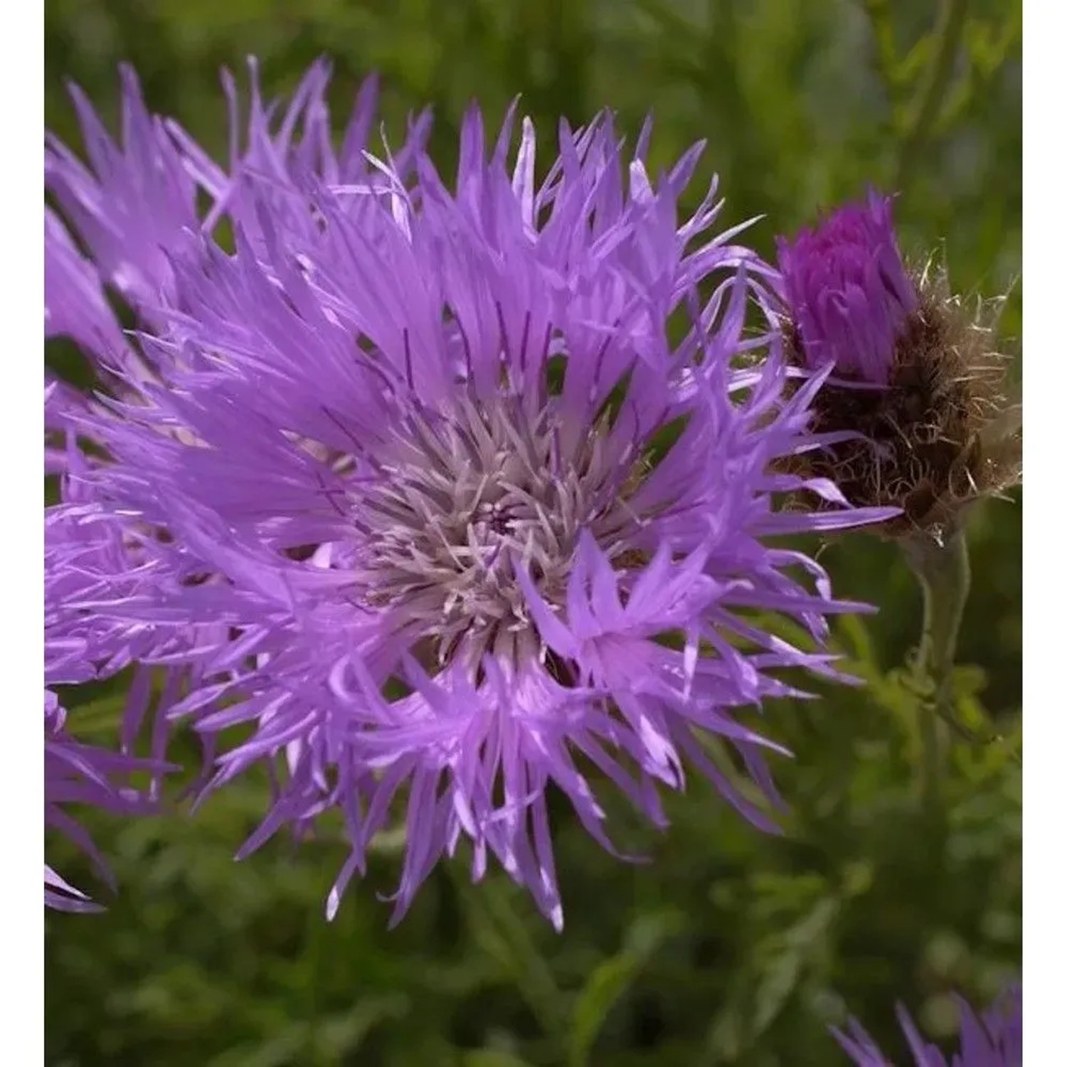 Silber Flockenblume - Centaurea pulcherrima