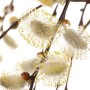 Nahaufnahme der Kätzchenblüten der Salix Repens Iona Kriechweide am Trieb.