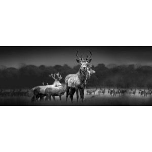 Glasbild Herd of Deer, 125x50 cm, Schwarz-Weiß-Fotografie einer Hirschgruppe auf einer Wiese.