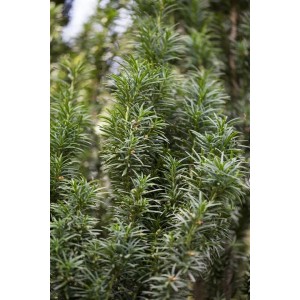 Detailaufnahme der grünen Säuleneibe Taxus baccata 'Fastigiata', einer immergrünen Heckenpflanze.