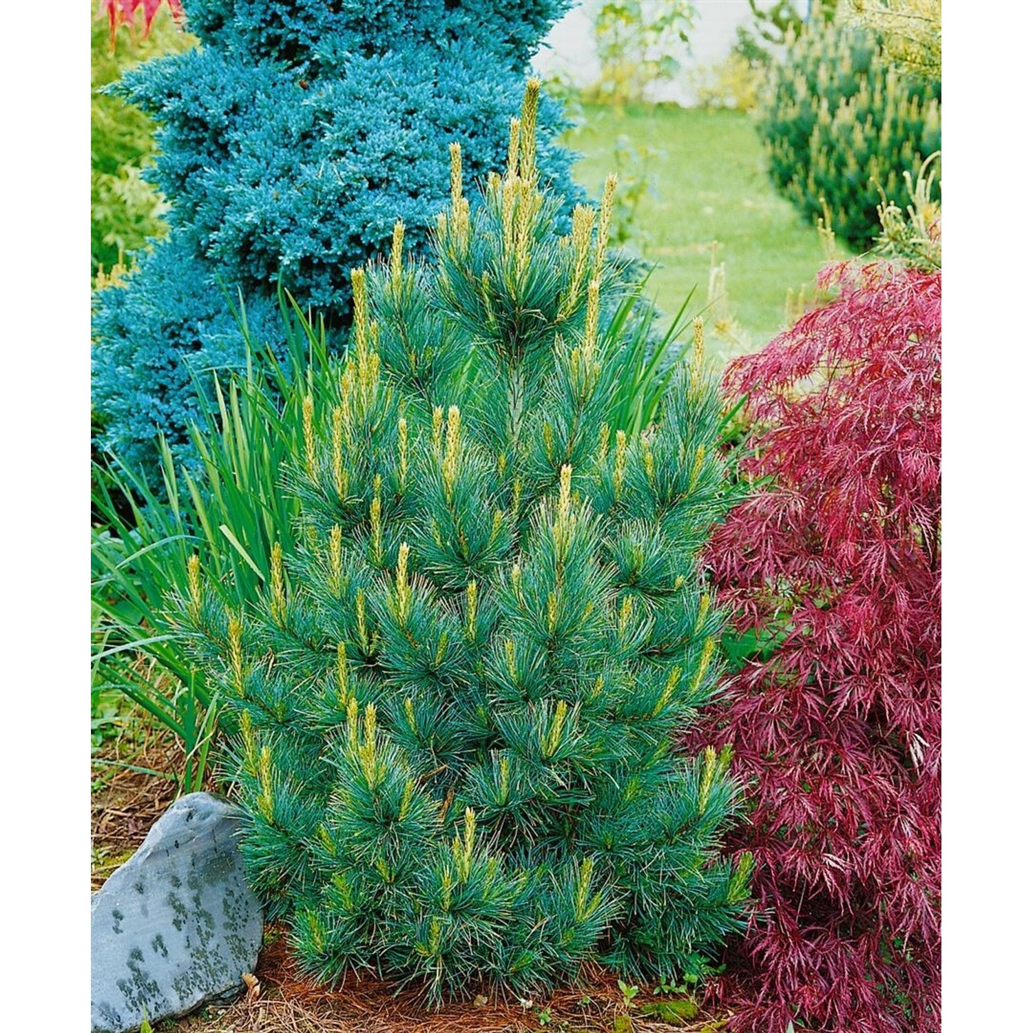 Pinus Cembra Westerstede Zirbelkiefer Immergrün 50–60 cm günstig online kaufen