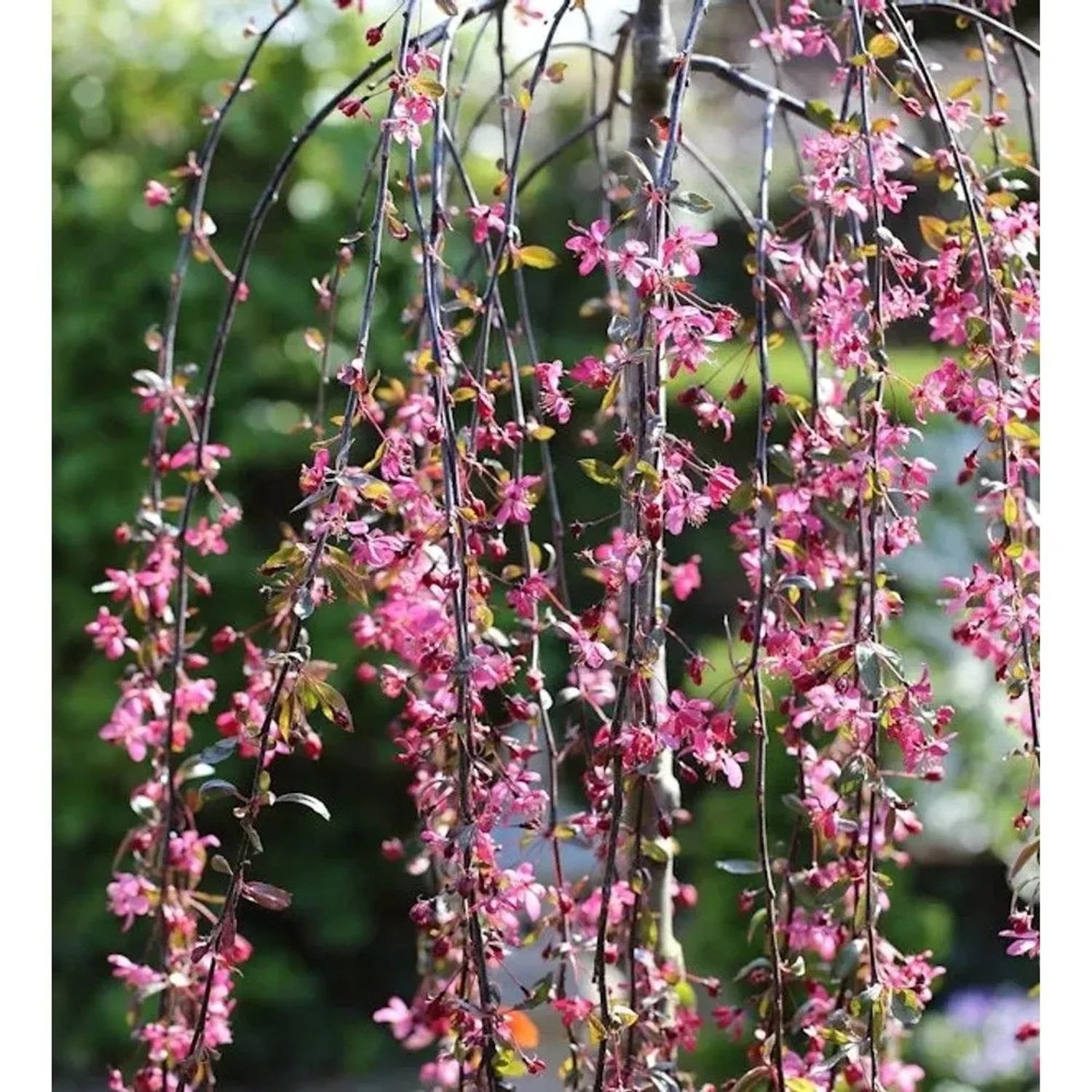 Hochstamm Zierapfel Royal Beauty 80-100cm - Malus Hybride
