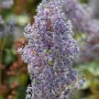 Nahaufnahme der hellblauen Blüten der Säckelblume Glorie Versailles (Ceanothus delilianus).