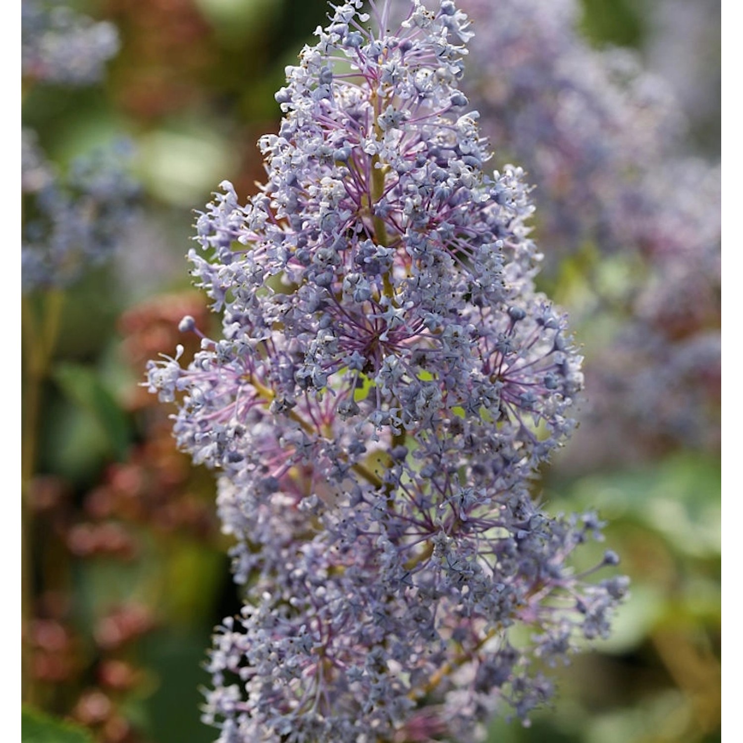 Säckelblume Glorie Versailles 40-60cm - Ceanothus delilianus günstig online kaufen