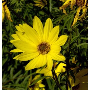 Gelbe, weidenblättrige Sonnenblume (Helianthus orgyalis) im Detail.