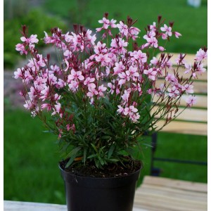 Prachtkerze 'Crimson Butterflies' im Topf: Zarte rosa Blüten der Gaura lindheimeri.