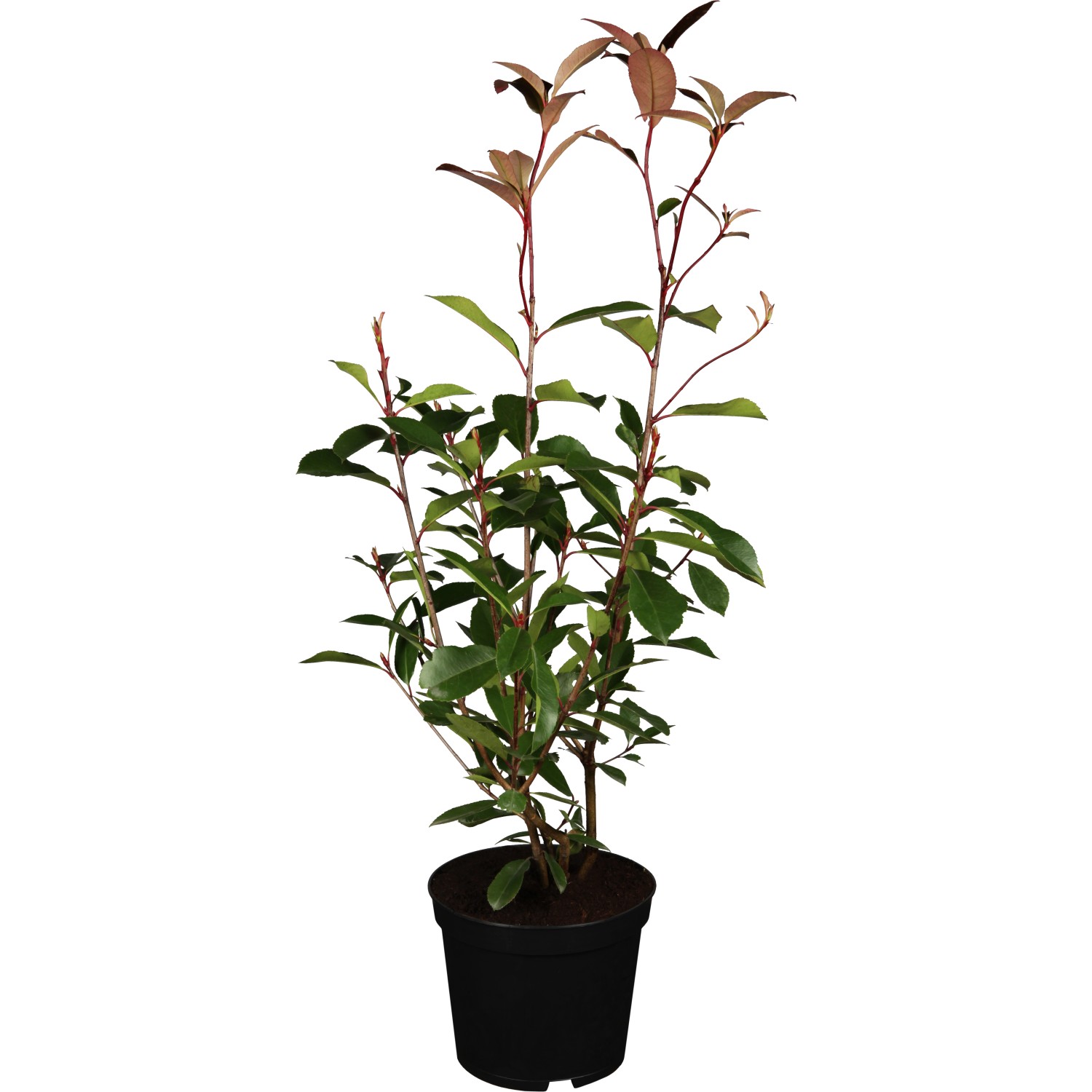GROW by OBI Glanzmispel Red Robin Rot Höhe ca. 60 - 80 cm Topf ca. 5 l Photinia