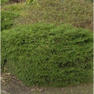 Nestfichte Nidiformis, 30-40 cm, grüne Zwergfichte als Strauch für den Garten.