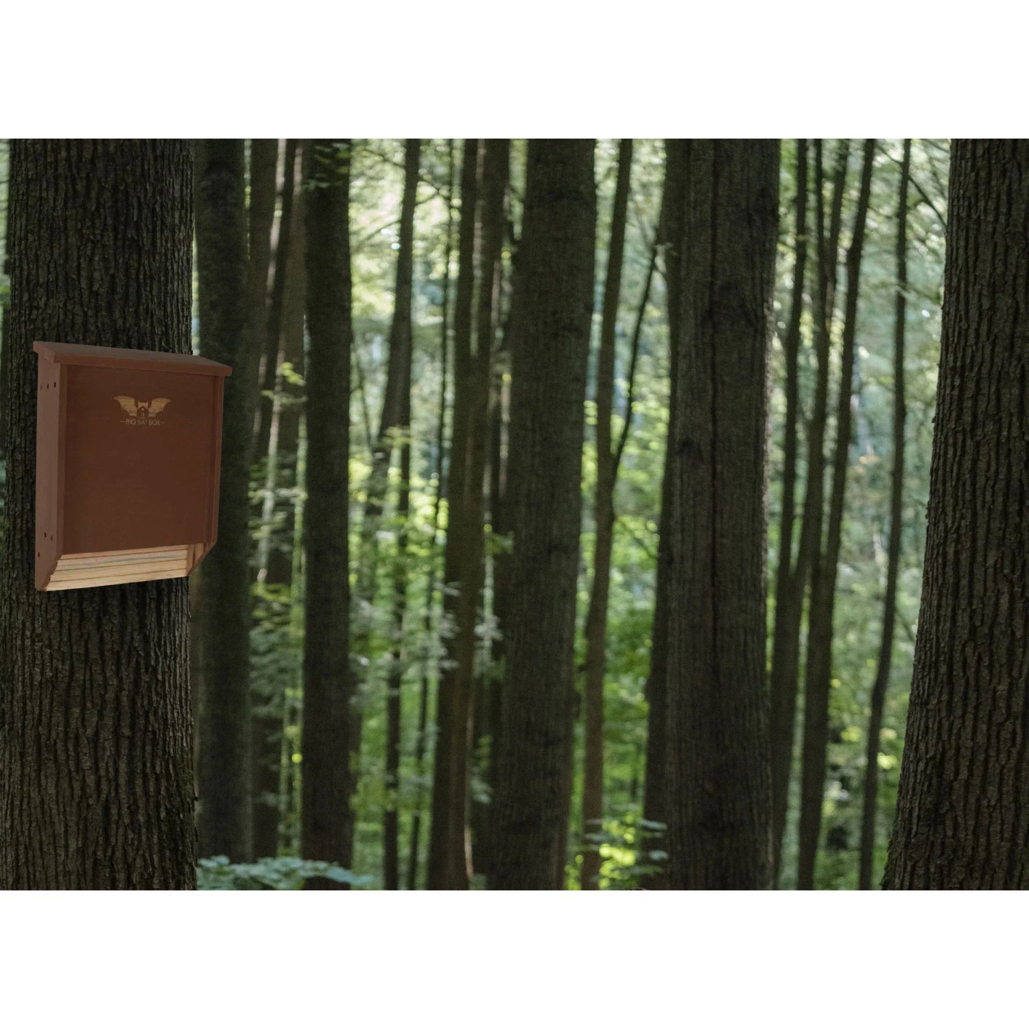 Braunes Wild Yard Fledermaushaus aus Zedernholz für bis zu 75 Fledermäuse am Baum.