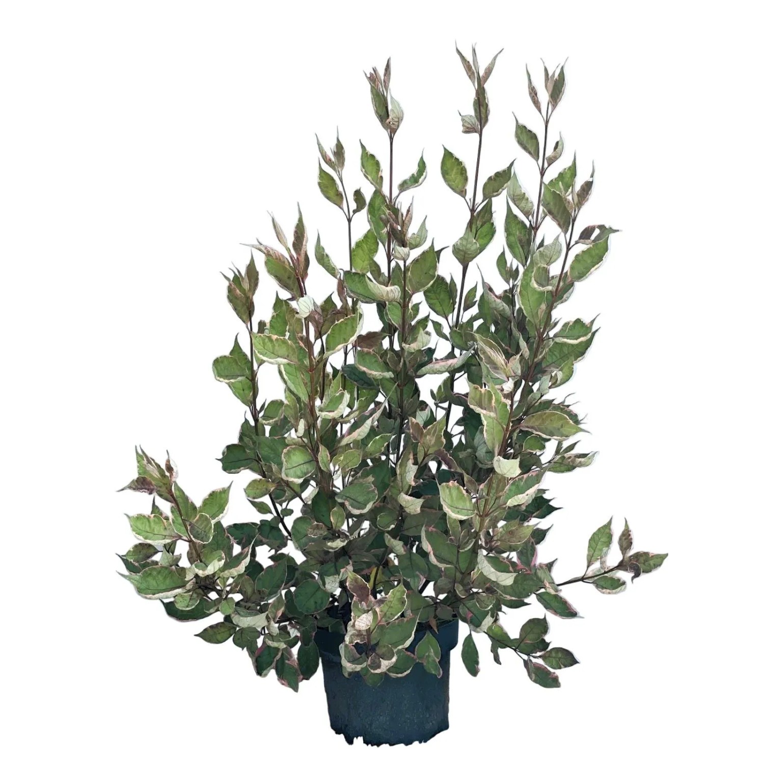 Baumfink Tatarischer Hartriegel Miracle als Topfpflanze 40-60cm