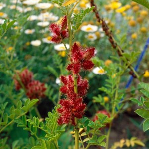 Glycyrrhiza Glabra Süßholz im 9x9 cm Topf mit roten Blütenständen und grünen Blättern.