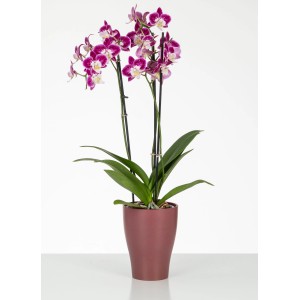 Scheurich Orchideentopf 608 in Marsala mit blühender Orchidee, Ø 13 cm.