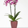 Scheurich Orchideentopf 608 in Marsala mit blühender Orchidee, Ø 13 cm.