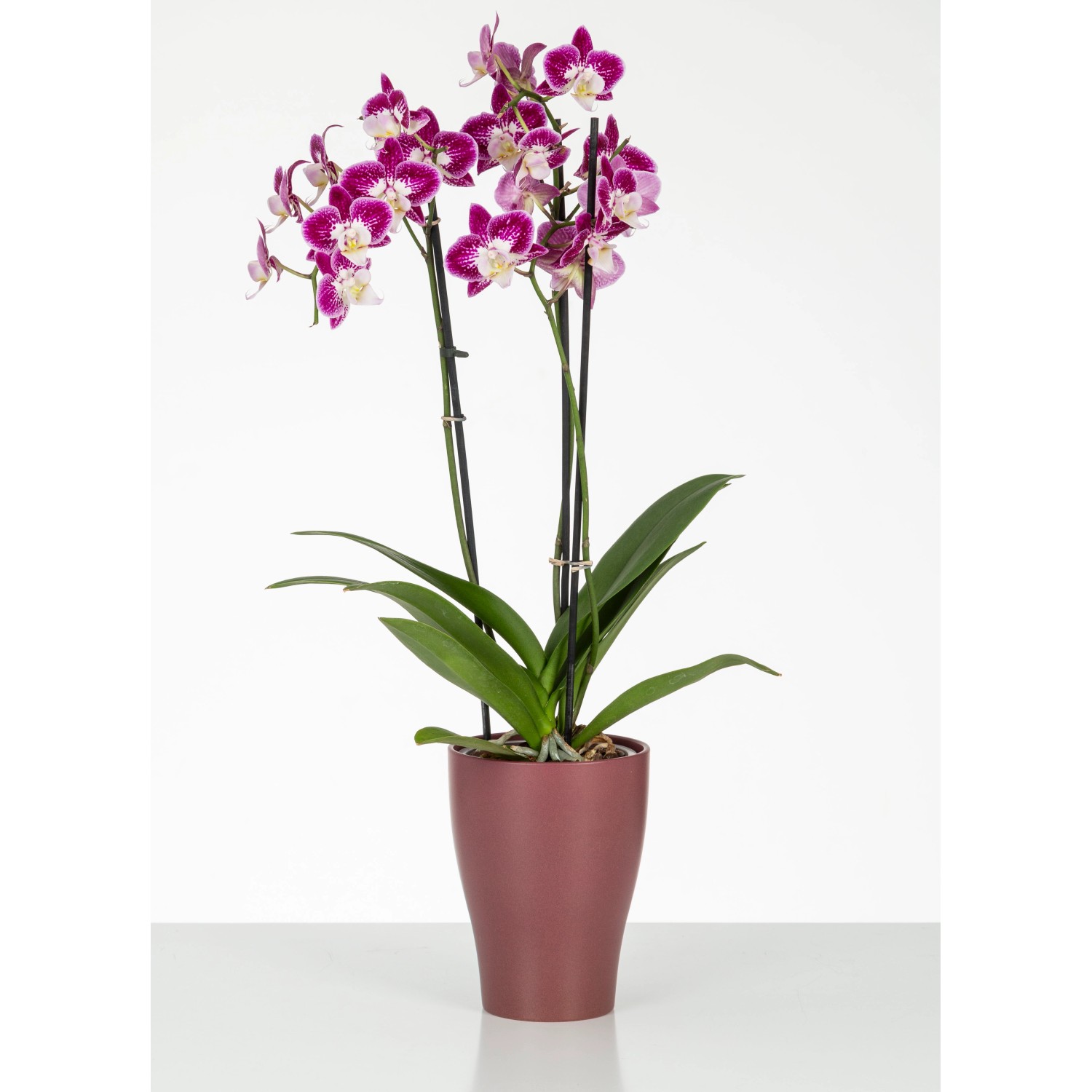Scheurich Orchideentopf 608 in Marsala mit blühender Orchidee, Ø 13 cm.