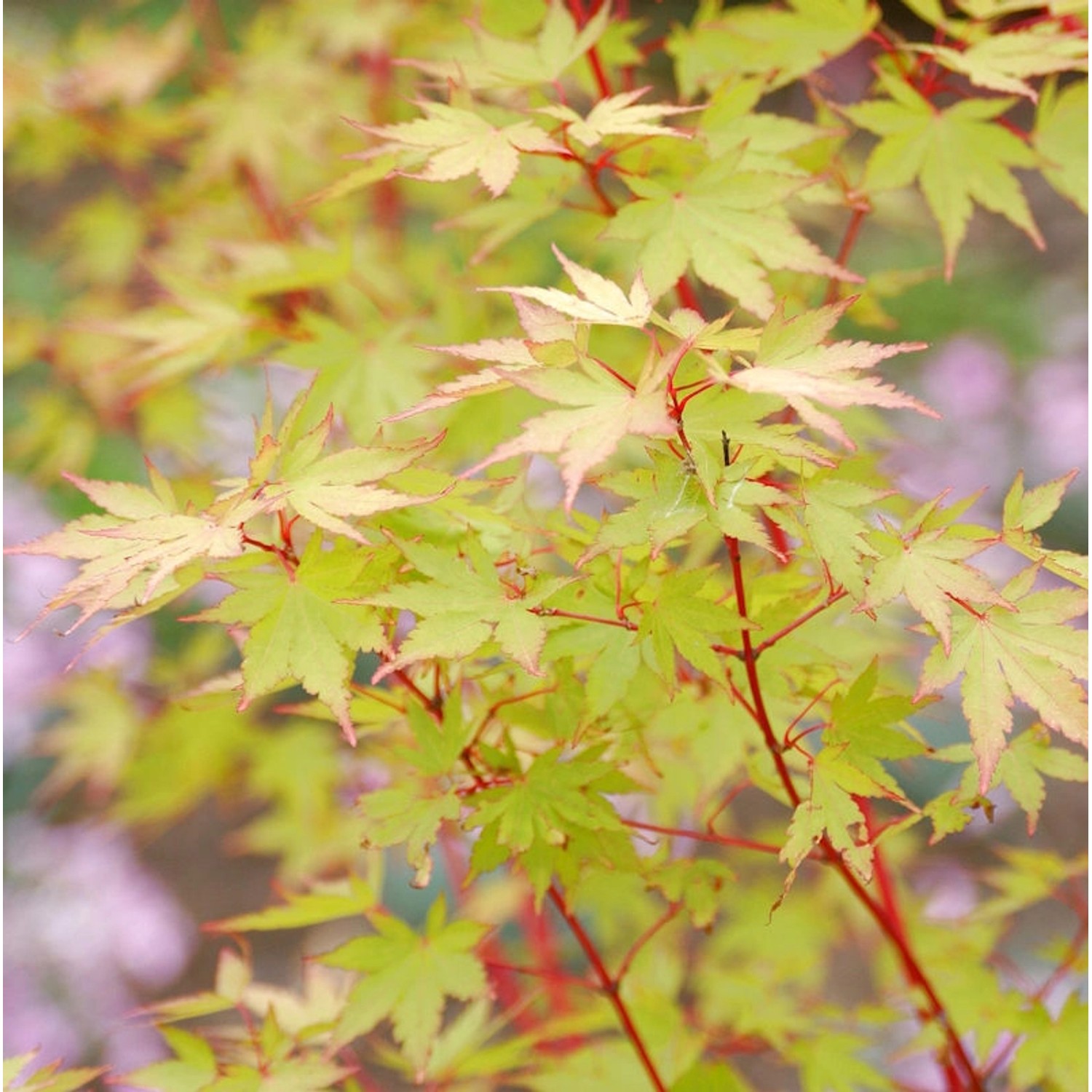 Japanischer Ahorn Sango Kaku 60-80cm - Acer palmatum günstig online kaufen