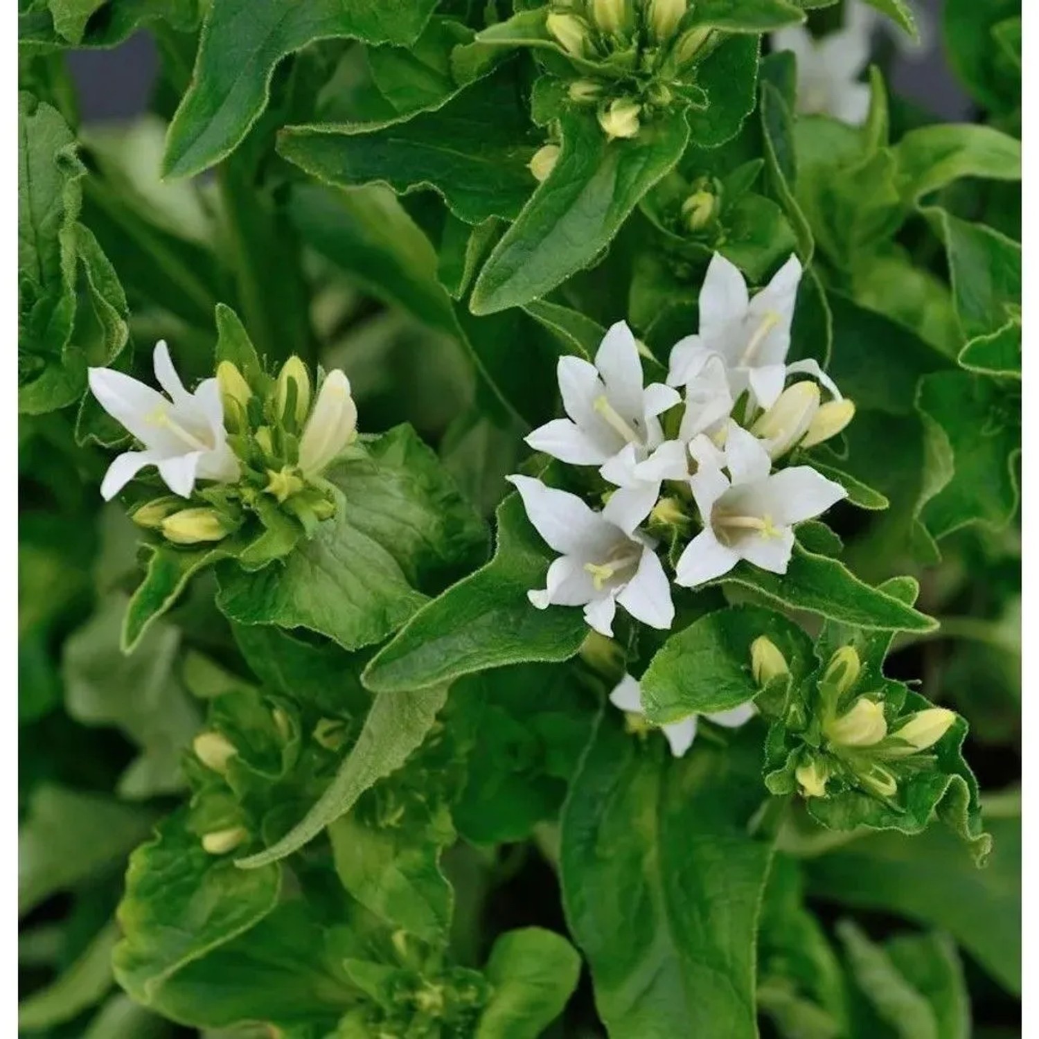 Knäulglockenblume Bellefleur White - Campanula glomerata