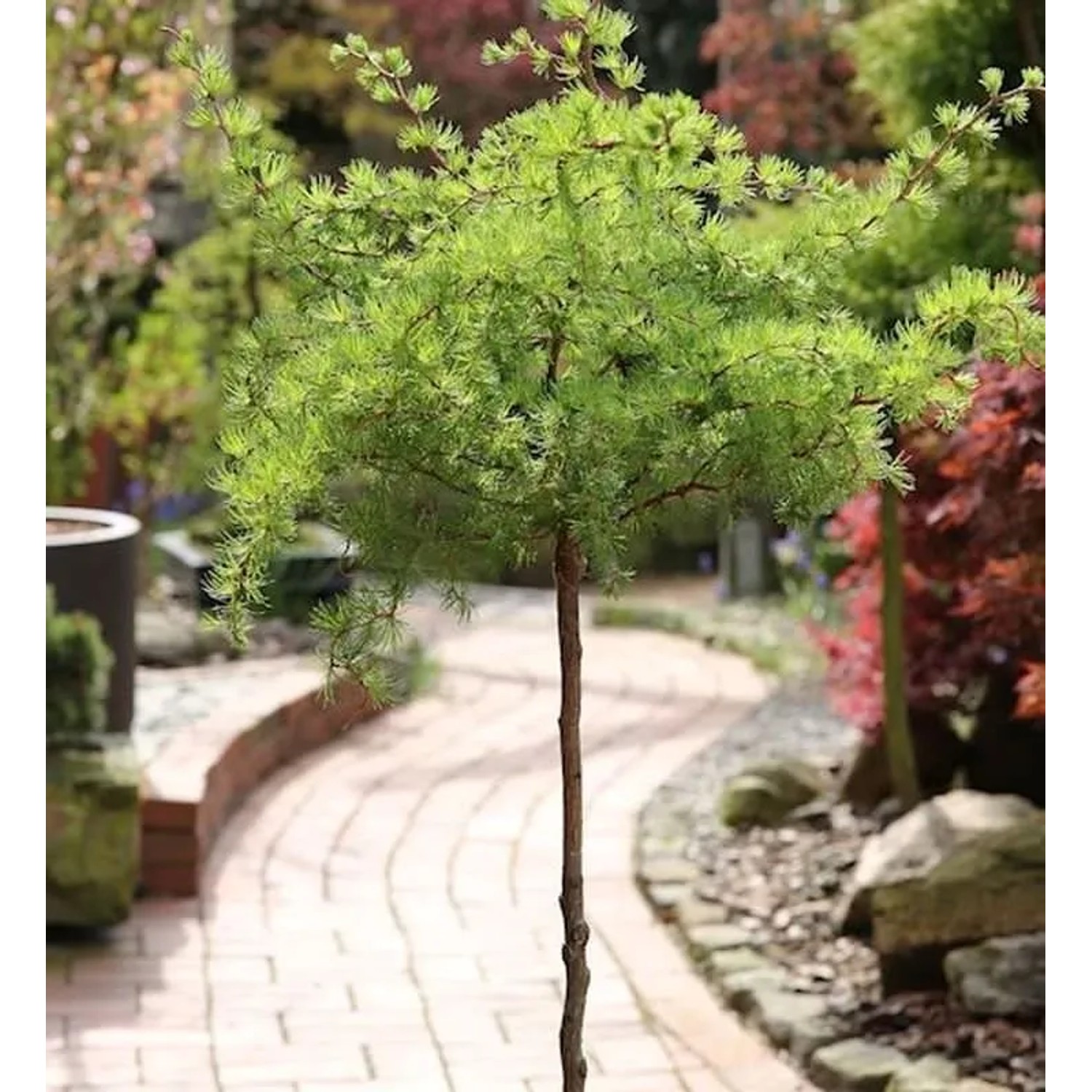 Hochstamm Japanische Korkenzieher Lärche Diana 80-100cm - Larix kaempferi