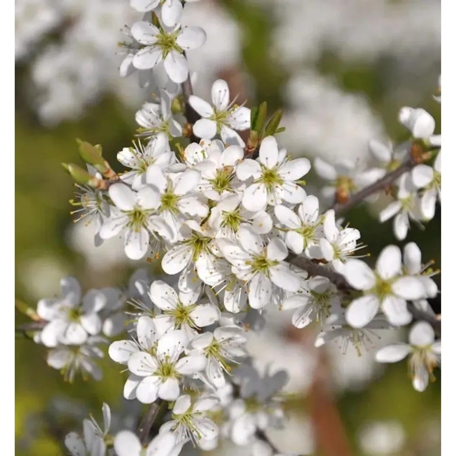 Schwarzdorn 100-125cm - Prunus spinosa
