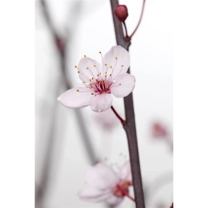 Nahaufnahme einer zarten, hellrosa Blüte der Blutpflaume (Prunus Cerasifera Nigra).