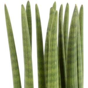 Zylinder-Bogenhanf (Sansevieria cylindrica) mit zylindrischen, grünen Blättern im Topf.