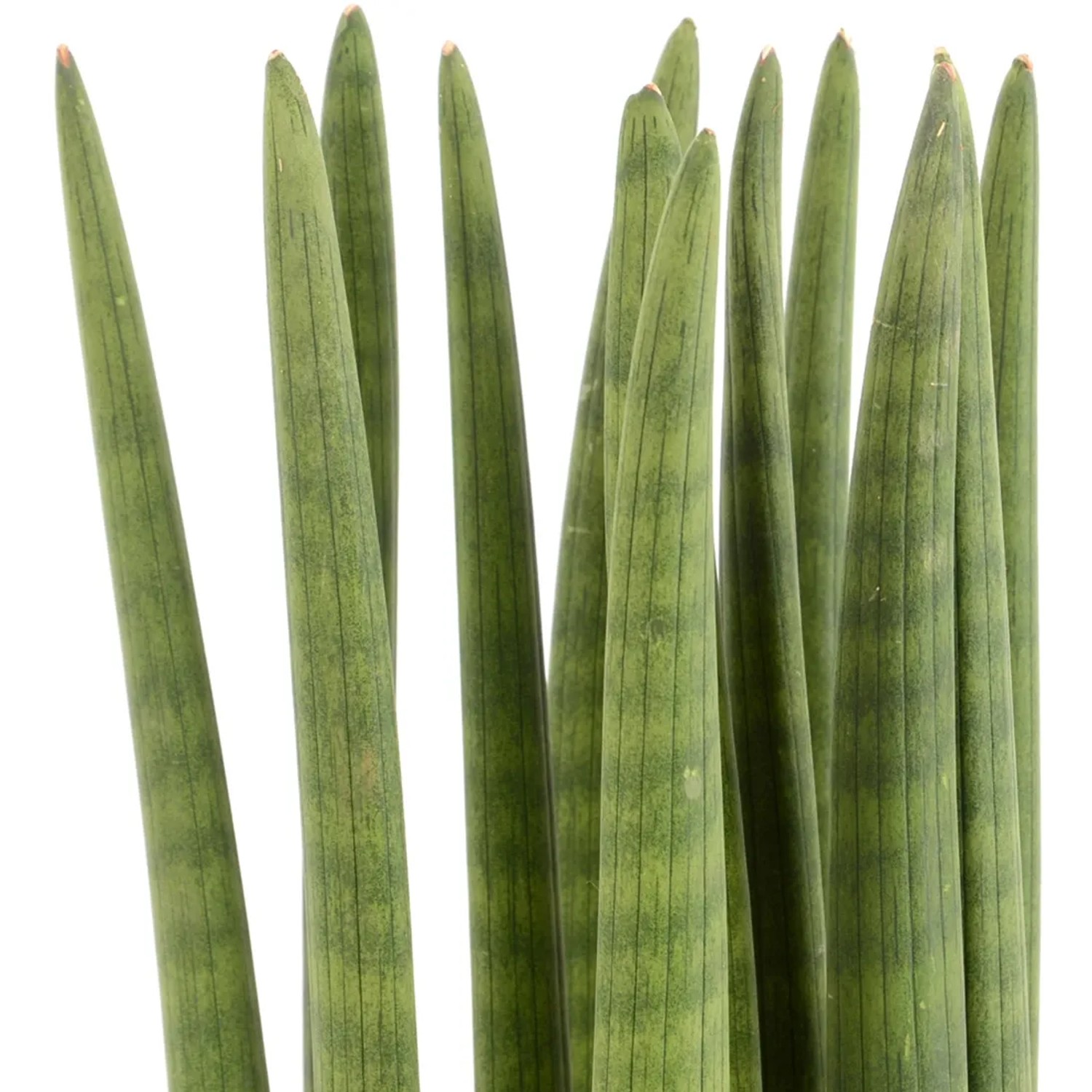 Sansevieria cylindrica 50-60 cm Topf- 17 cm kaufen bei OBI