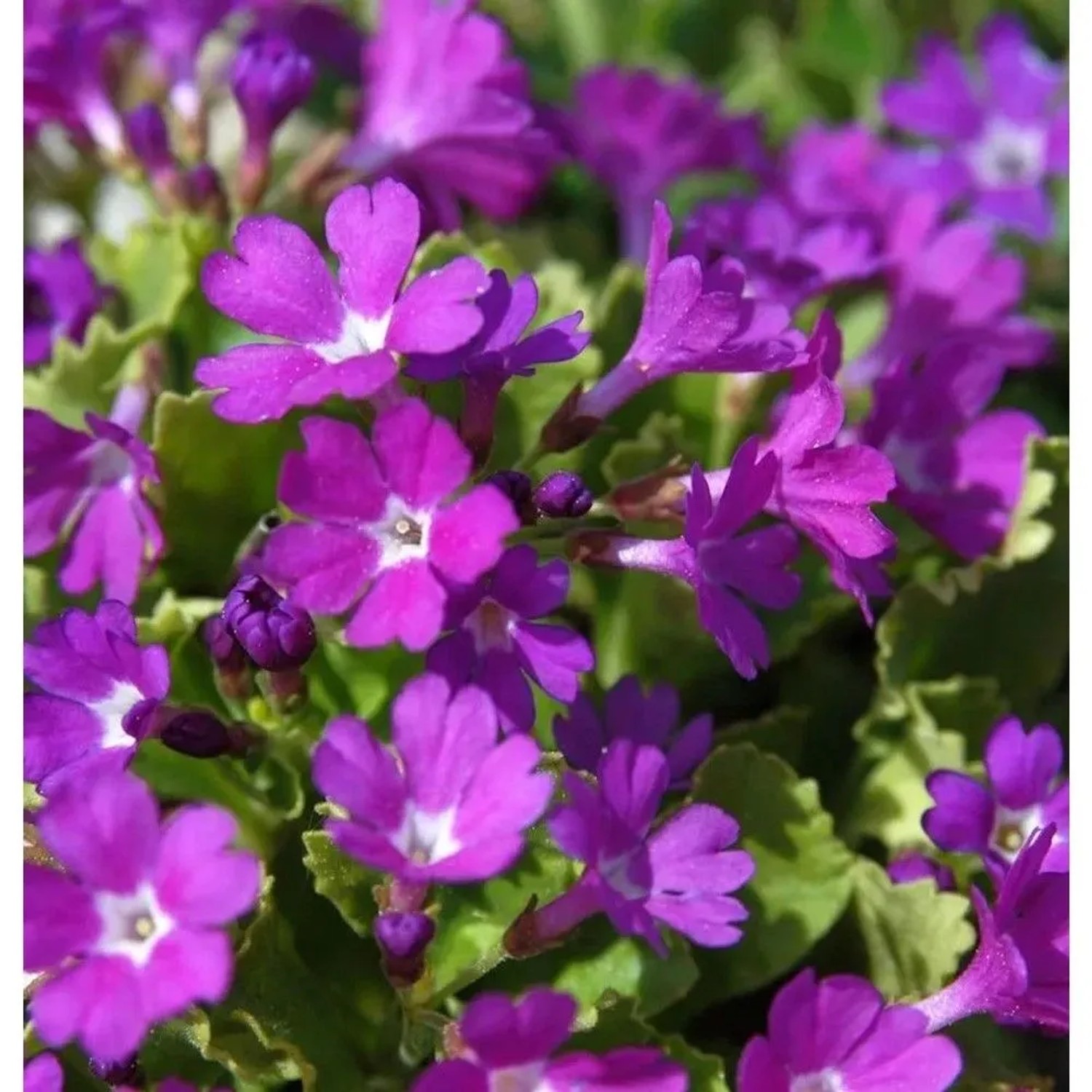 Siebold Primel - Primula sieboldii