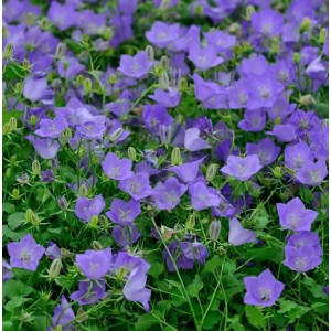 Nahaufnahme der blauen Blüten der Karpaten-Glockenblume (Campanula carpatica) im Garten.