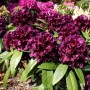 INKARHO - Großblumige Rhododendron Dramatic Dark 30-40cm - Alpenrose