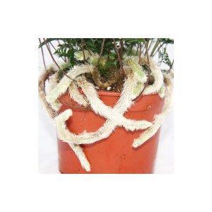 Exotenherz Tarantelfarn (Humata Tyermannii) im 12cm Topf. Spinnenfarn mit behaarten Trieben.