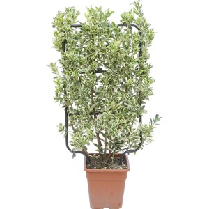 Japanischer Spindelstrauch Bravo im Topf, ca. 90 cm hoch, mit cremeweiß gerandeten Blättern.