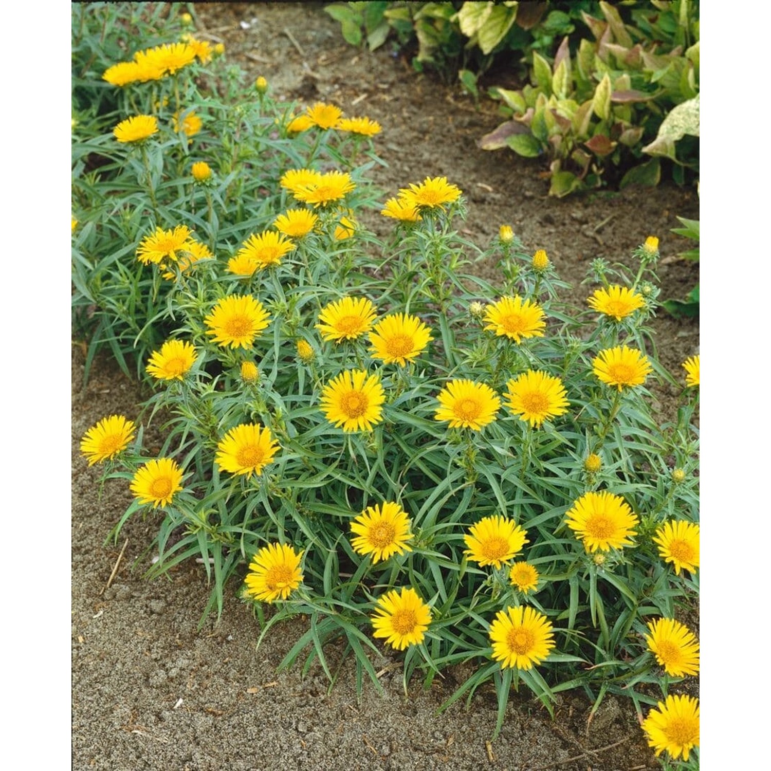 Inula Ensifolia Schwertalant Gen. Ca. 9x9 cm Topf günstig online kaufen