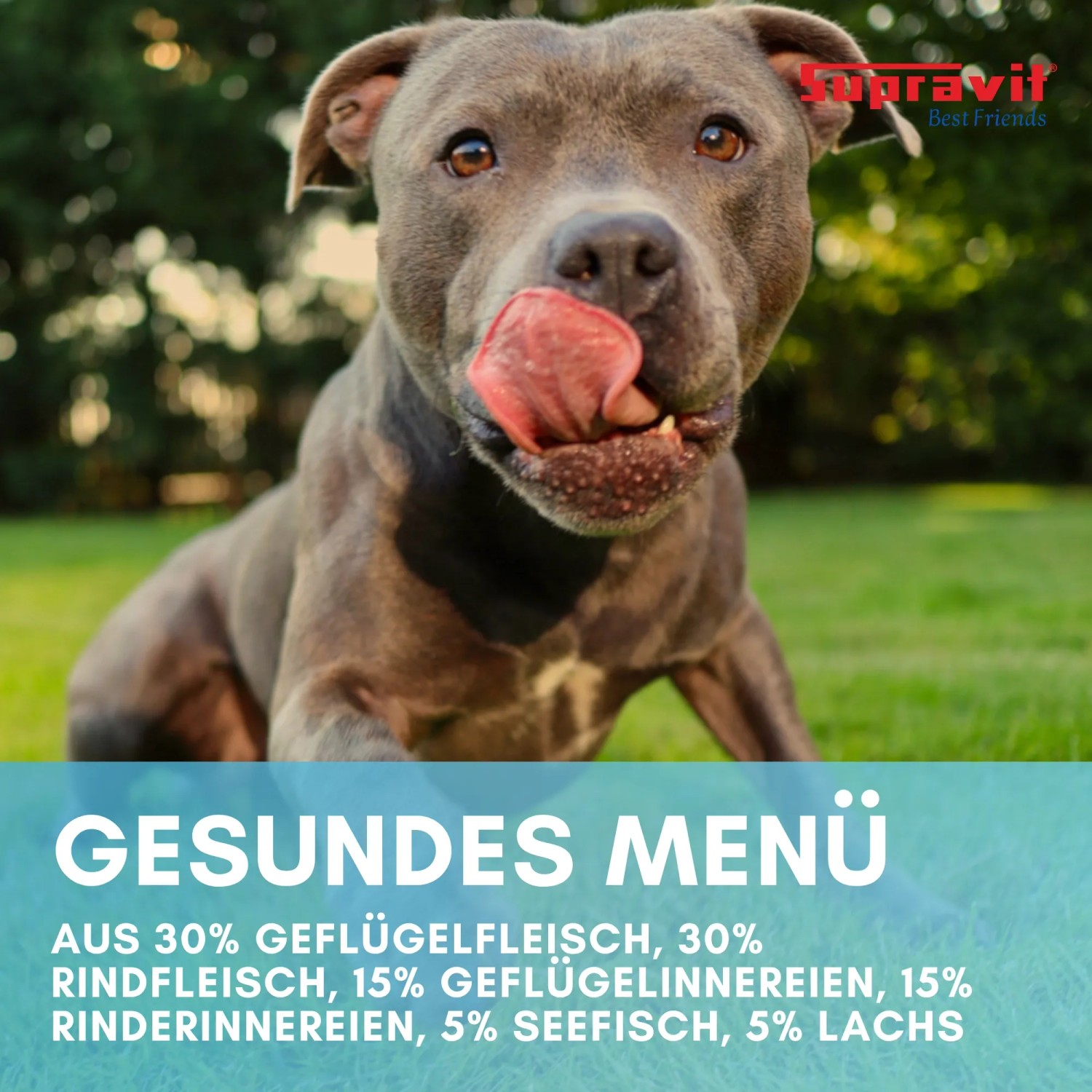 Supravit Hundenassfutter  aus Fisch und Lachs_4