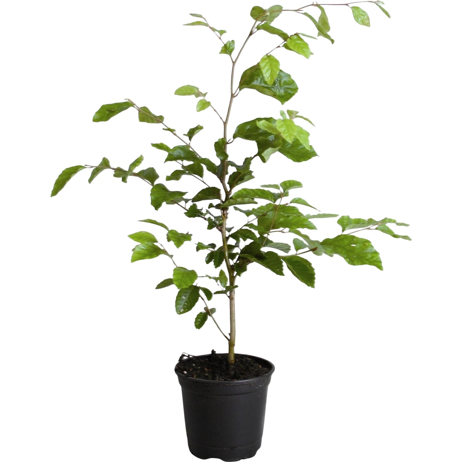 Rotbuche Set à 44 Stück Höhe ca. 40 - 60 cm Fagus sylvatica