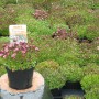Moossteinbrech Rosenzwerg Rosa im Topf, eine blühende Staude für Beet und Gruppenbepflanzung.