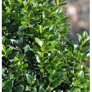 Detailaufnahme eines dichten, grünen Buchsbaum (Buxus sempervirens) Strauchs.