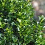 Detailaufnahme eines dichten, grünen Buchsbaum (Buxus sempervirens) Strauchs.