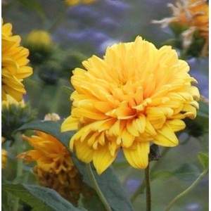 Sonnenblume Soleil dOr - Helianthus decapetalus