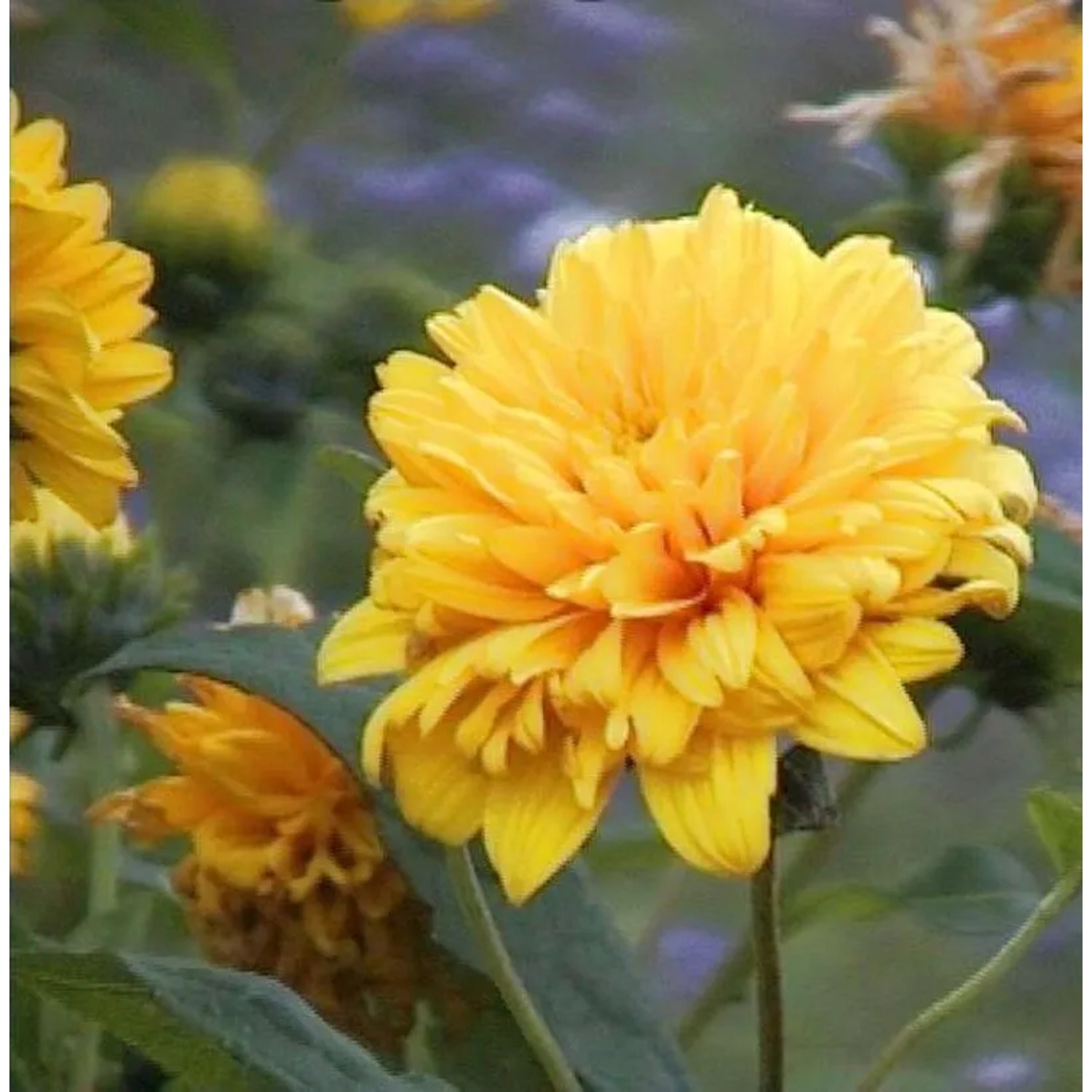 Sonnenblume Soleil dOr - Helianthus decapetalus