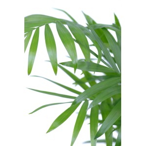 Frische, grüne Bergpalme (Chamaedorea elegans) im Topf, ca. 12-18 cm hoch. Zimmerpalme für helle Standorte.