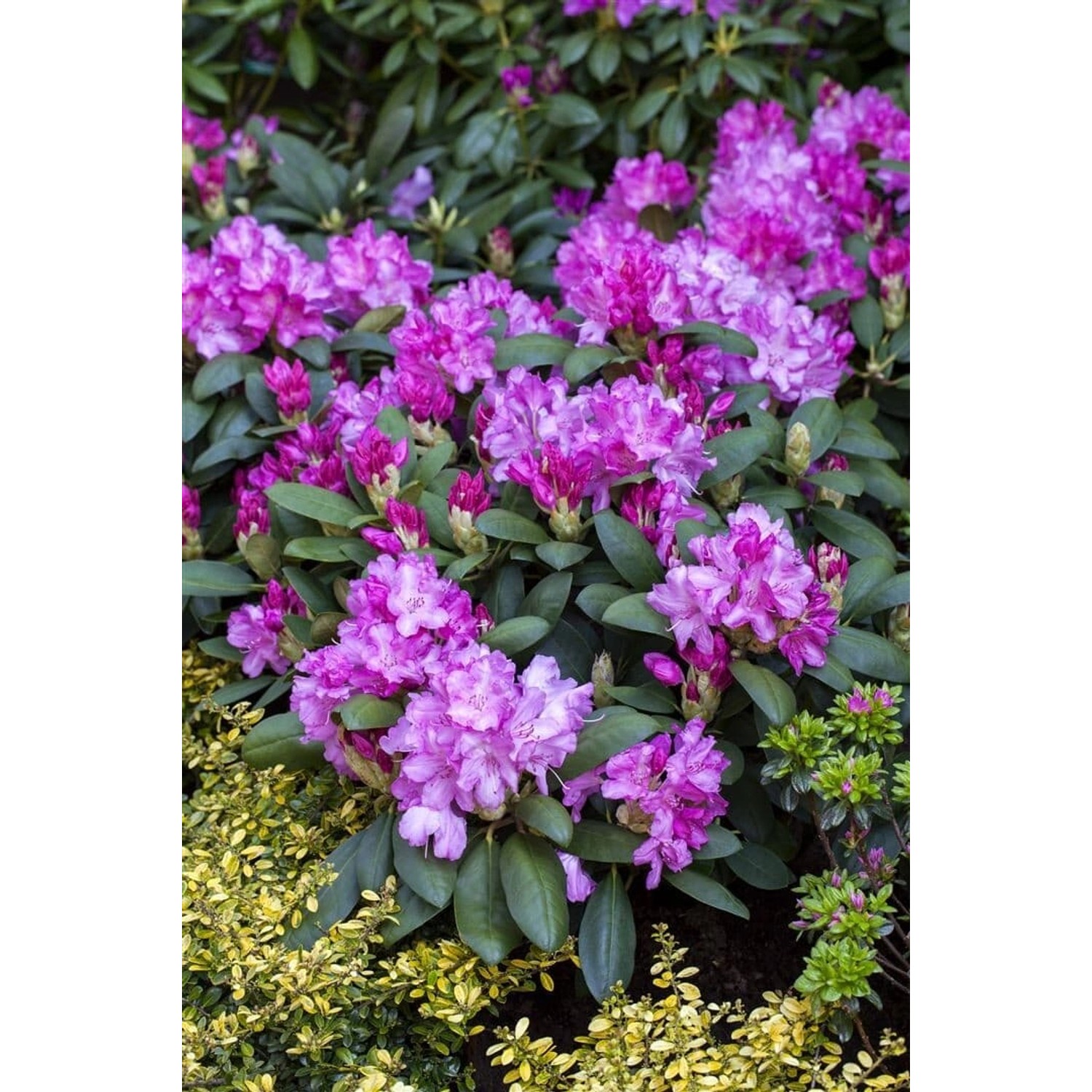 Rhododendron Yakushimanum Lumina Rosa Blüten 70–80 cm günstig online kaufen