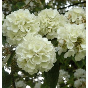 Nahaufnahme des Japanischen Schneeballs 'Opening Day' mit weißen Blüten.