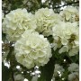 Nahaufnahme des Japanischen Schneeballs 'Opening Day' mit weißen Blüten.